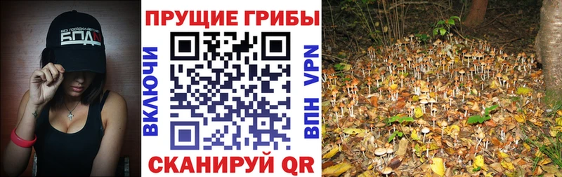 Псилоцибиновые грибы Cubensis  Лаишево 